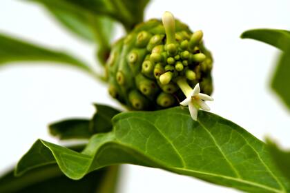 Una de las formas más comunes de encontrarlo es por medio de suplementos