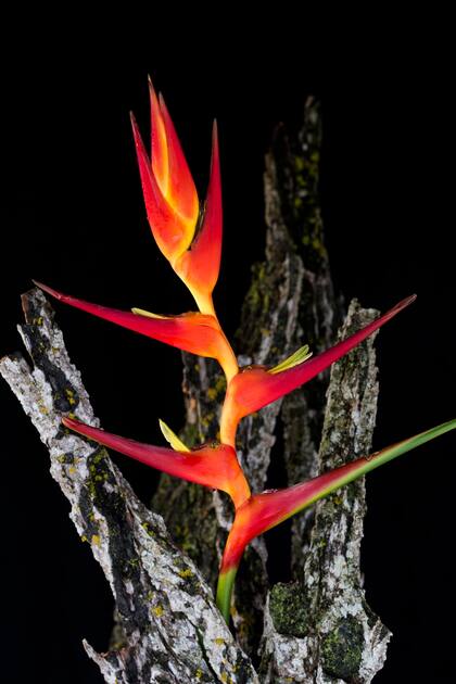 Una de las fotografías de la muestra "Vengan las flores"