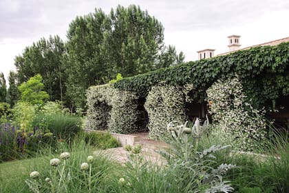 Una de las galerías de la casa envuelta en el perfume de enredaderas de jazmín de leche y también de ampelopsis. Los canteros que enmarcan la entrada siguen el estilo descontracturado del jardín. Entre gramíneas aparecen matas de alcauciles que fueron utilizados por su decorativo follaje gris.