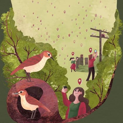 Una de las ilustraciones que utilizaron los autores del estudio para difundir la búsqueda de colaboradores para el proyecto Hornero, del que participaron unas 1200 personas de distintos países sudamericanos