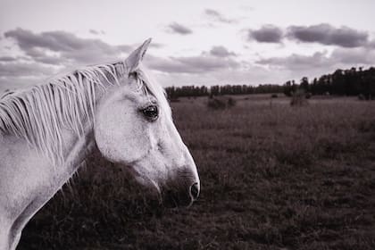Una de las imágenes que integran la muestra de Julian Lennon en el Museo Atchugarry de Manantiales