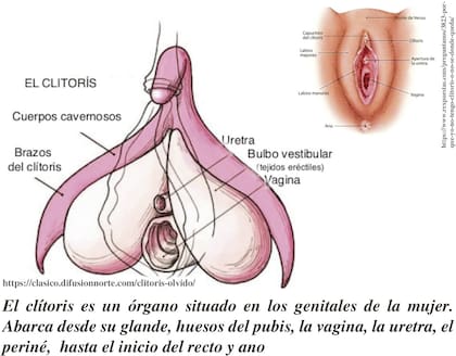 Una de las láminas ilustrativas que se usan para dar cuenta de las partes del clítoris