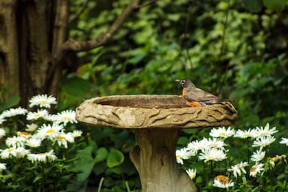 Una de las maneras más directas de ayudar es colocar comederos para aves