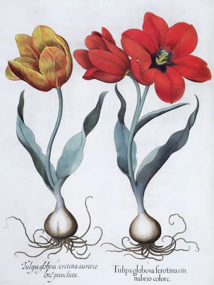 Una de las muchas exquisitas imágenes de Hortus Eystettensis