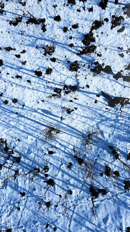 Una de las pantallas presenta una vista aérea de un bosque quemado