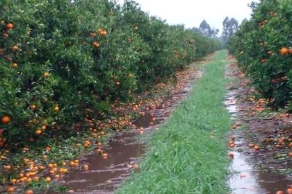 Una de las plantaciones afectadas por el temporal en Entre Ríos y Corrientes