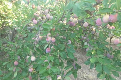 Una de las plantaciones de Enzo García