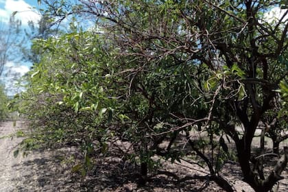 Una de las plantaciones de naranjas afectadas en San Pedro, provincia de Buenos Aires