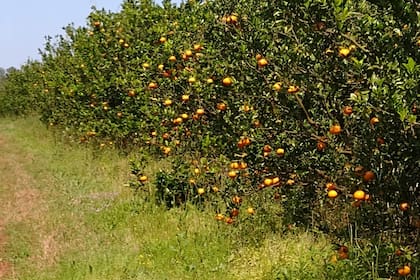 Una de las plantaciones del productor Ricardo Ranger.