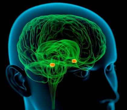 Una de las principales aplicaciones de la medición de la inteligencia es poder atender a las diferencias individuales y ritmos de aprendizaje