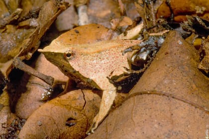 Una de las ranitas de Darwin vistas