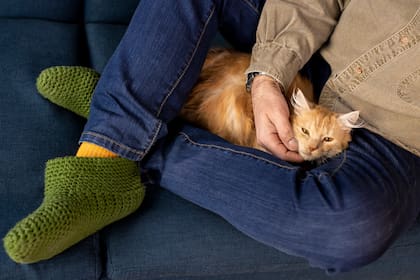 Una de las razones por las que los gatos duermen sobre sus dueños es porque buscan protección y calor