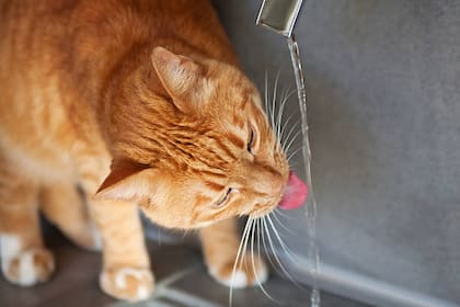 Una de las secuencias extrañas a las que se enfrentan quienes tienen gatos es ver al felino tomar agua desde la canilla pese a tener frente a sus ojos su propio recipiente (Foto: Pixabay)