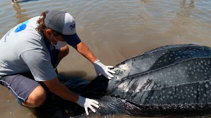 Una de las siete tortugas laúd halladas en la costa bonaerense; la especie se encuentra en peligro de extinción
