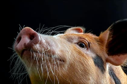Una de las tantas fotos de una sesión que protagonizó Pochi