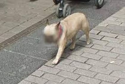 Una de las teorías que explican el blureo de los perros es que se protege con ellos la identidad de sus dueños
