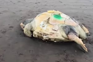 Una de las tortugas marinas halladas muertas en el Partido de la Costa