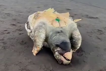 Una de las tortugas marinas halladas sin vida en una playa del Partido de la Costa
