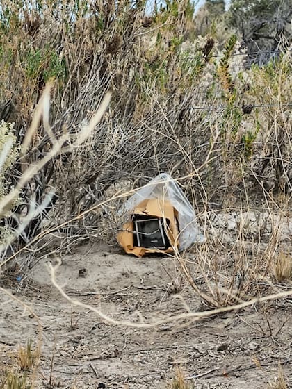 Una de las trampas para capturar roedores silvestres de interés ecoepidemiológico que el equipo del laboratorio nacional de referencia para hantavirus utilizó en el sur de Mendoza y Ushuaia