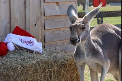 Una de las últimas imágenes de Rowdy antes de escapar de su casa. Sus dueños lo buscan desesperadamente (Facebook, Marsha Matus)