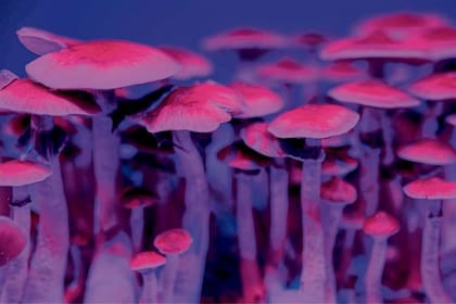 Una de las últimas novedades es la legalización, en Oregón, de la psilocibina, una sustancia proveniente de un tipo de hongos