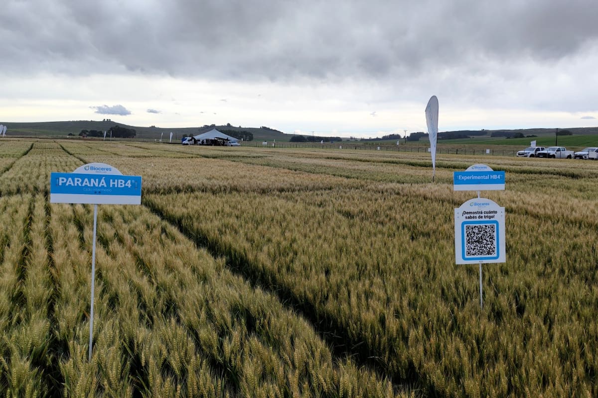 Una de las variedades en el Campo Experimental Latitud Sur, de Tandil