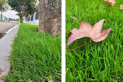 Una de las ventajas de la resiembra es que la especie que está dormida queda protegida, debajo de la cobertura de invierno.