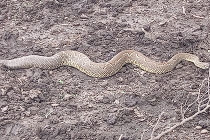 Una de las víboras que encontró Leiva en su campo