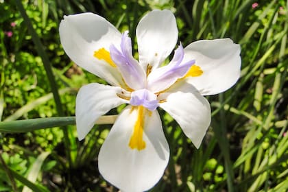 Una de las virtudes de Dietes grandiflora es su capacidad para adaptarse a condiciones diversas