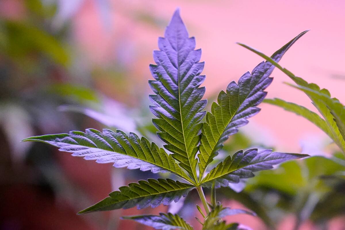 Una década después de la apertura a la venta de marihuana, Uruguay tiene un mayor problema con la violencia de bandas