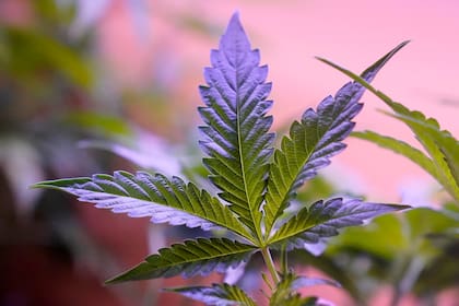 Una década después de la apertura a la venta de marihuana, Uruguay tiene un mayor problema con la violencia de bandas