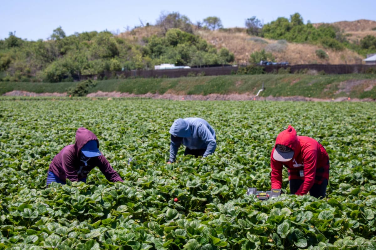 Una decisión judicial determinó que la regla de la administración Trump que recortaba los salarios en el programa de visas agrícolas H-2A es ilegal