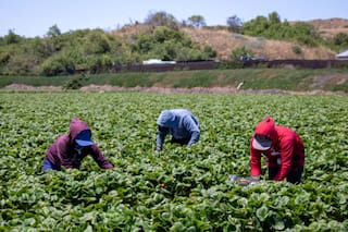 Revés judicial para Trump: declaran ilegal el recorte salarial para trabajadores del campo