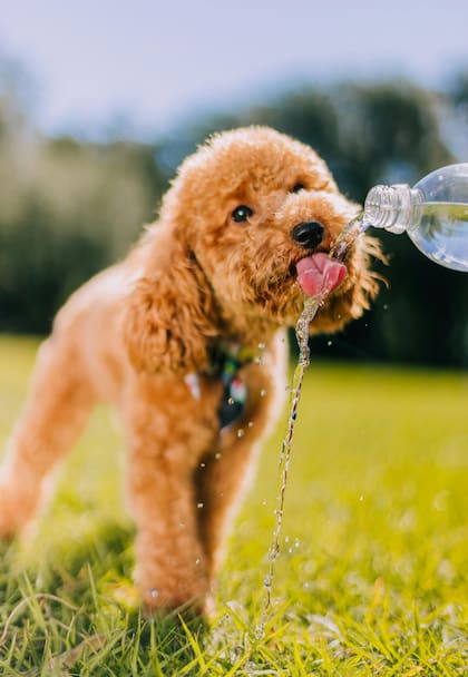 Una deshidratación de tan solo el 5% puede generar una reducción notable en la capacidad física de un perro