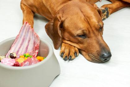 Una dieta cruda para animales tiene beneficios pero también algunas desventajas (Foto Pexels)