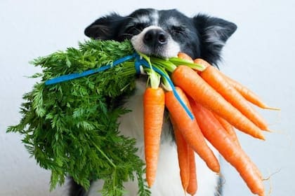 Una dieta equilibrada para perros puede incluir alimento balanceado y vegetales frescos
