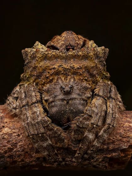 Una diminuta araña macho de cabeza ancha