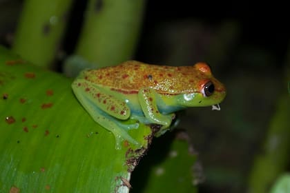 Una ejemplar de rana de la especie llamada Boana punctata durante la noche