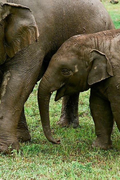 Una elefanta con su cría