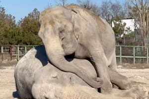 Una elefanta llamada Magda protagonizó uno de los momentos más desgarradores registrados en el reino animal