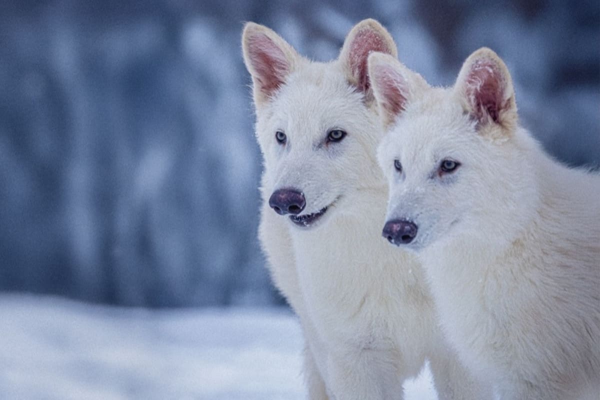 Una empresa biotecnológica logró “revivir” al lobo terrible