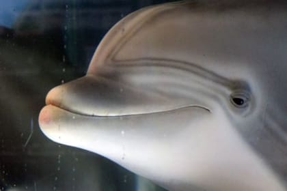 Una empresa de ingeniería estadounidense creó un delfín robot que podría reemplazar a los animales en parques temáticos y terminar con la vida en cautiverio de miles de animales