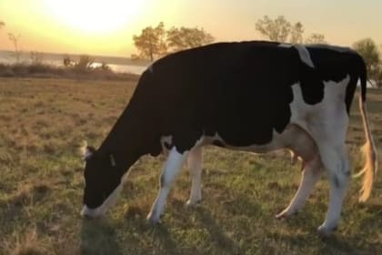 Una empresa de quesos eligió la imagen de una vaca para conmemorar el Día de la Mujer
