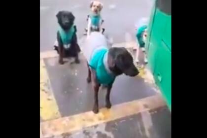 Una empresa de transporte chilena "incluyó" a los perros de la calle como parte de su staff: ahora todos usan el uniforme institucional
