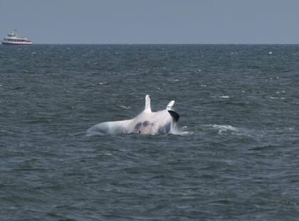 Una enorme mantarraya fue vista en Nueva Jersey
