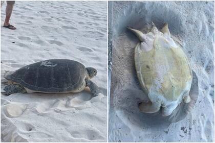 Una enorme tortuga fue rescatada y volvió al mar gracias a una familia de California