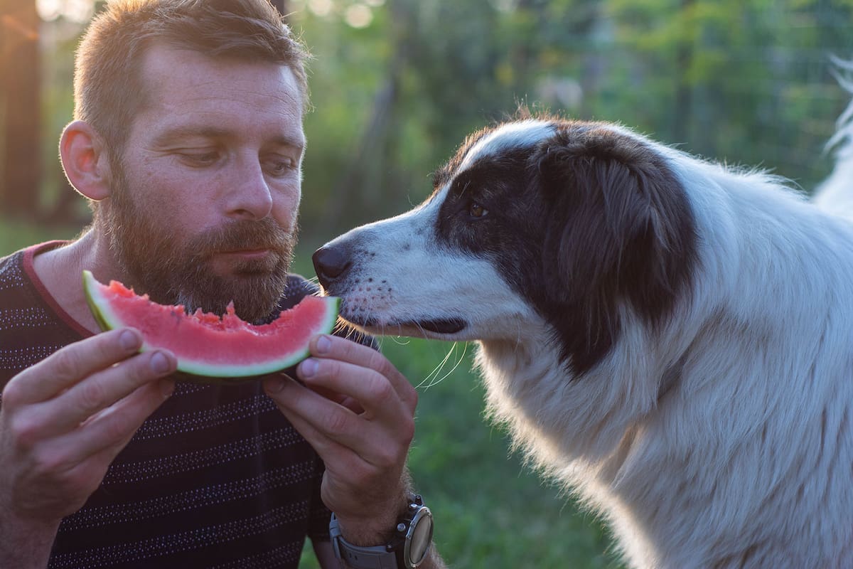 Una entrenadora de perros certificada, compartió un listado de alimentos saludables ideales para hidratar a los perros durante el verano