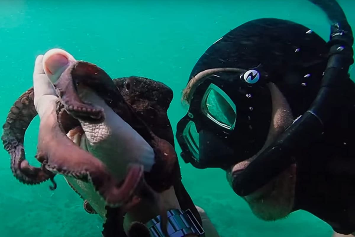 Una escena de Mi maestro el pulpo