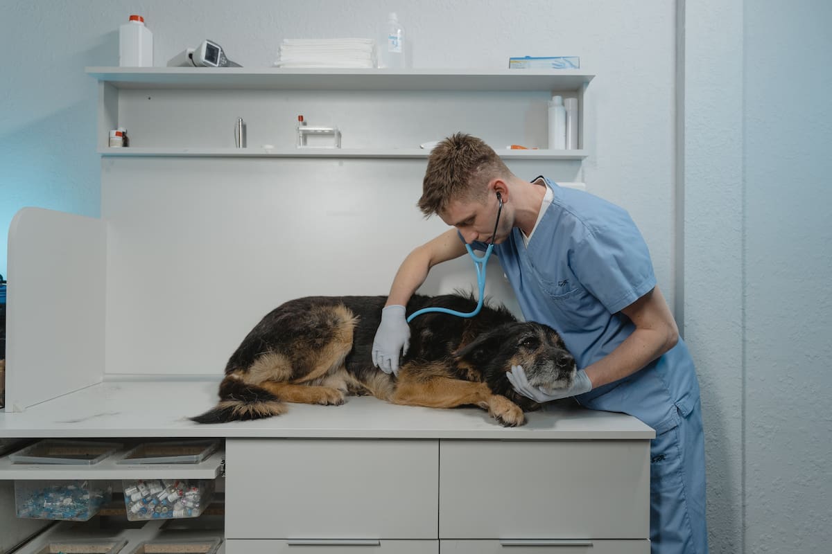 Una escena habitual en las guardias veterinarias