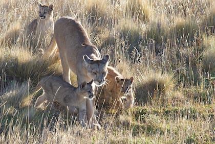 Una escena perfecta: madre y crías con la dorada luz del atardecer